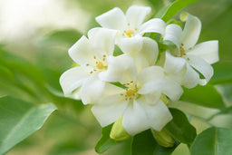 Jasmine Essential Oil Benefits